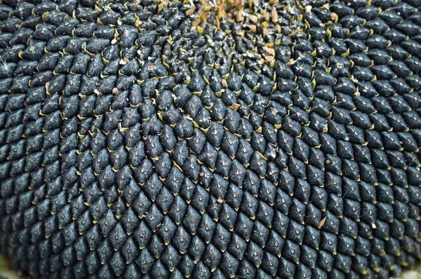 Sunflower seeds — Stock Photo, Image