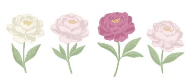 Pastel renklerde dört şakayık çiçeğinin dijital seti. Romantik düğün kırtasiyesi, logo tasarımı ve çiçek desenleri için el yapımı botanik öğeler. Beyaz arkaplanda bahar çiçeklerinin yüksek çözünürlüklü klip sanatı.