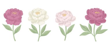 Pembe ve kremanın farklı tonlarında dört tane şakayık çiçeği koleksiyonu. Yeşil yapraklı el yapımı botanik çizimleri. Düğün davetiyeleri, tebrik kartları ve bahar dekorasyonu için çiçek unsurları. Yüksek kaliteli raster klipsi sanatı açık