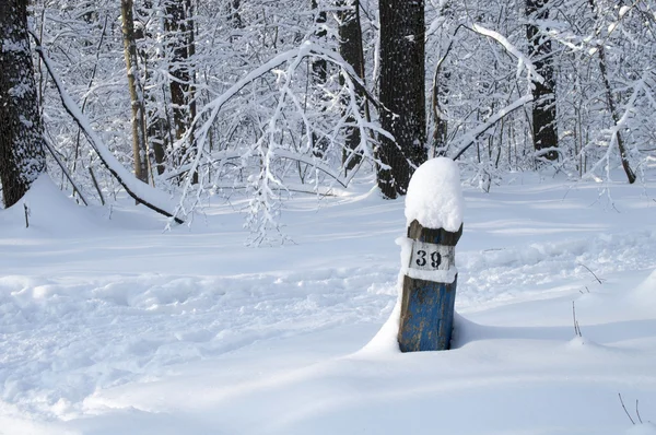 Деревянная колонна в зимнем лесу — стоковое фото
