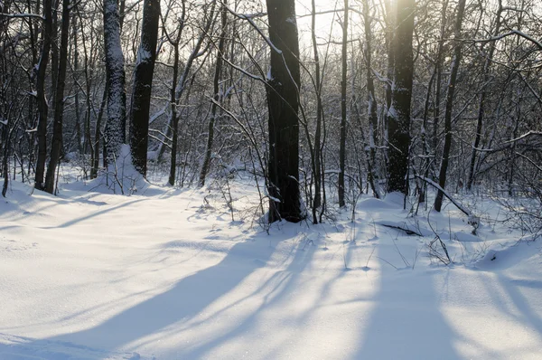 Vinterskog i snö — Stockfoto