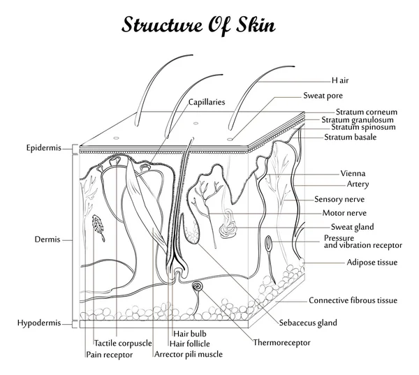 Estructura de la piel — Vector de stock