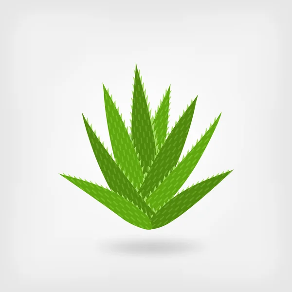 Aloe vera verde — Vetor de Stock