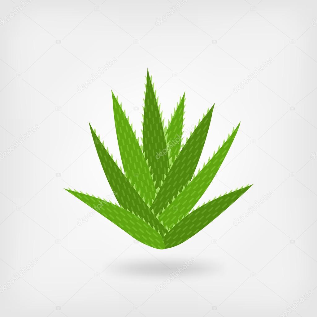 Green aloe vera. vector illustration - eps 10