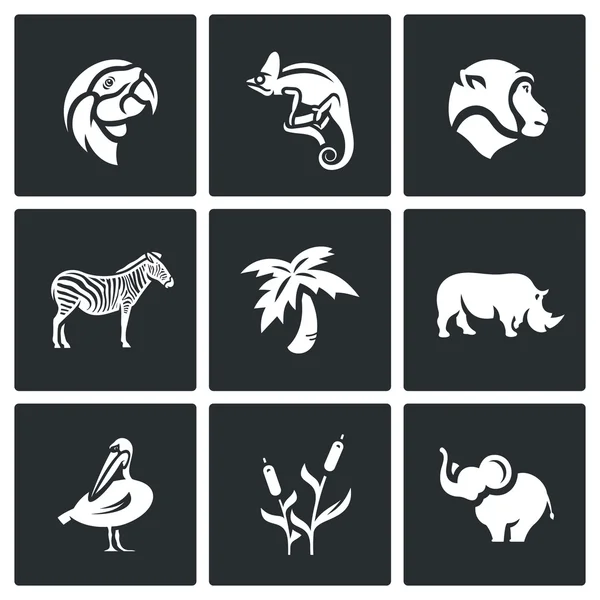 Vector Set of Africa Animals Icons. Parrot, Chameleon, Monkey, Zebra, Palm, Rhinoceros, Pelican, Reed, Elephant. — Stock Vector