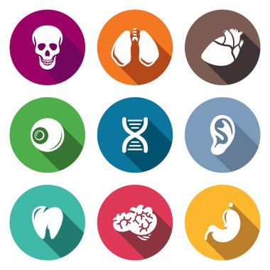 İç organları Icons Set
