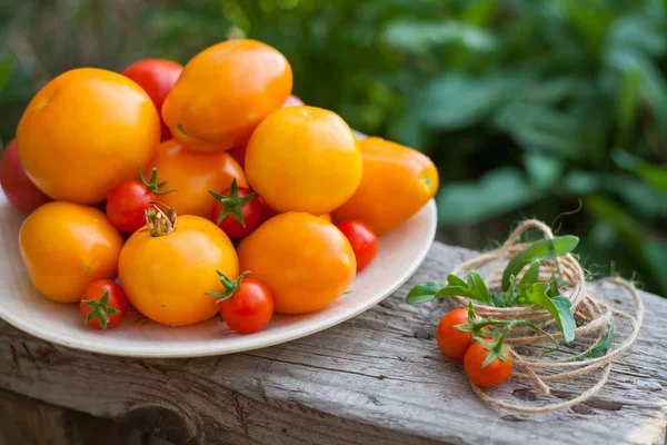 Tomates sur assiette dans un jardin — Photo