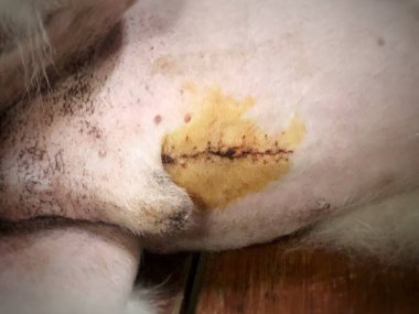 Pastel arka planda farklı renkler ve farklı kalp şekilleri.