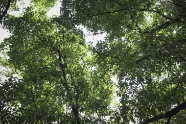 Ağaçların tepesinde yeşil yapraklar, güzel doğa..