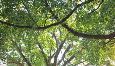 Ağaçların tepesinde yeşil yapraklar, güzel doğa..