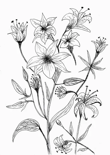 Hand Drawing Flower Leaf Black Ink White Paper — Stock Photo, Image