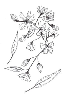 Beyaz kağıda siyah mürekkep çizilmiş çiçek ve yapraklar.