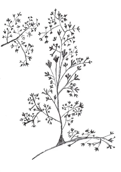 Ручной Рисунок Травяных Цветов Чернилами Белой Бумаге — стоковое фото