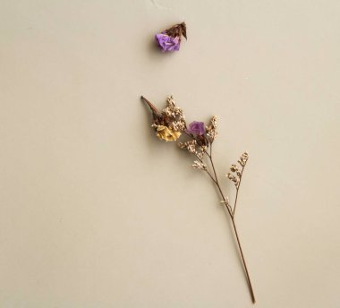 Arka planda kurumuş çiçek, güzel botanik.