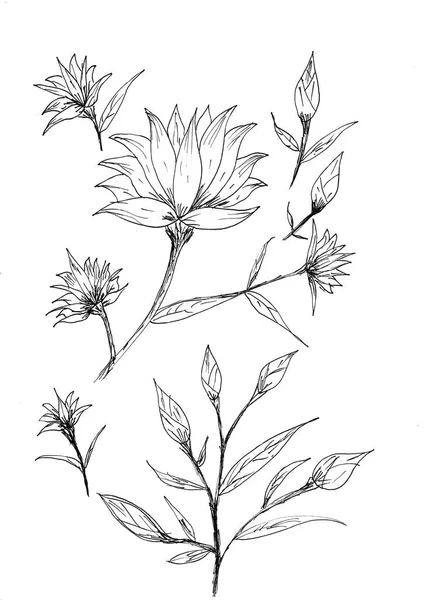 Ręczny Rysunek Kwiatów Liści Czarnym Tuszem Białym Papierze — Zdjęcie stockowe