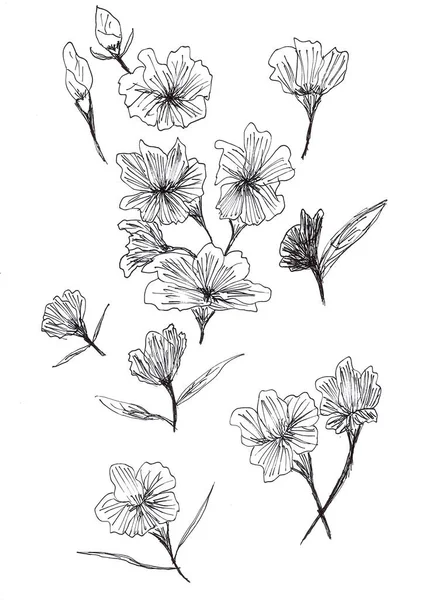 Desenho Manual Flores Folhas Com Tinta Preta Sobre Papel Branco — Fotografia de Stock