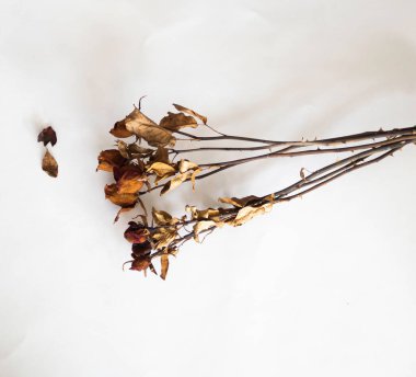 Eskimiş koyu kahverengi yapraklı kurumuş gül grubu arka plana konur.