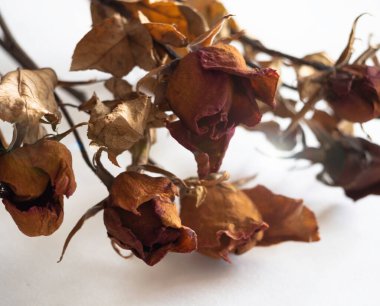 Yakın plan koyu kahverengi yapraklı güller, arka plan, mercek ışığı, bulanık ışık.