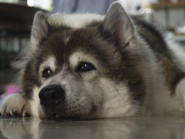 Uykulu köpeğin yakın yüzü, zemin kata uzanmış, evde dinlenme zamanı.