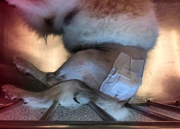 Cadera Para Perros Con Vendaje Después Cirugía Programa Femoral Head — Foto de Stock