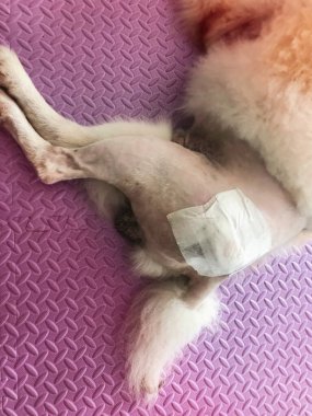Femoral Head ve Neck Excixion programında ameliyat sonrası sargılı köpek kalçası, yere uzanmış, bulanık ışık etrafında