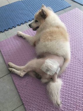 Femoral Head ve Neck Excixion programında ameliyat sonrası bandajlı köpek kalçası, yere uzanmış.