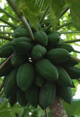 Çiğ Papaya meyveleri ağaçta asılı, yeşil kabuk, bulanık ışık