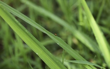 Küçük uğur böceğim, sabah vakti bulanık yeşil çimen yaprağına tutun.