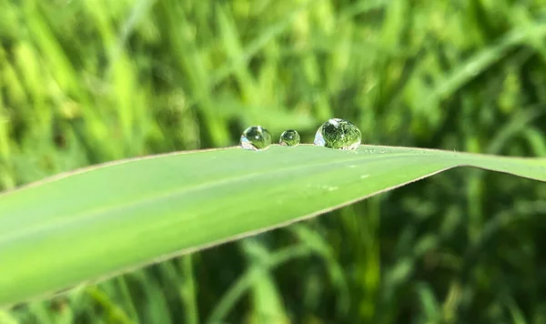 Drei Wassertropfen Auf Verschwommenem Grünen Grasblatt Verschwommenes Licht — Stockfoto