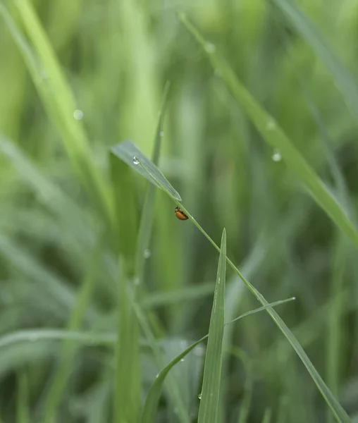 Uğur Böceği Yeşil Çimen Yaprağına Tutunur Damlası Bulanık Işık Sabah — Stok fotoğraf