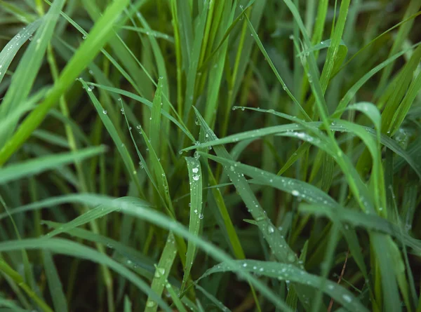 Grasfeld Wassertropfen Auf Verschwommenem Grünen Laub Morgenzeit Verschwommenes Licht — Stockfoto