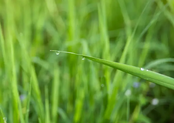 Wassertropfen Auf Verschwommenem Grünen Grasblatt Verschwommenes Licht — Stockfoto