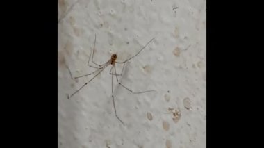 Gökyüzü örümcek ağıyla kaplı, evde duvarda asılı ve saklanıyor. Uzun bacaklı. Pholcidae Ailesi, etrafta bulanık bir ışık var.