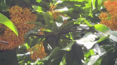 Bir grup Saraca çiçeği dalda asılı duruyor. Ashok ağacı. Sarı yapraklar. Doğası gereği güzel.