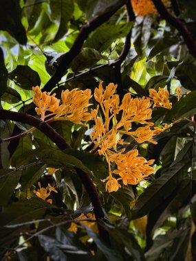 Saraca çiçeği dalda asılı. Ashok ağacı. Sarı yapraklar. Doğası gereği güzel.