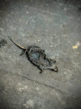 Pis ölü fare leşi, hastalığın üreme kaynağı kuru ve kötü koku. Zemin katta, sağlıksız.