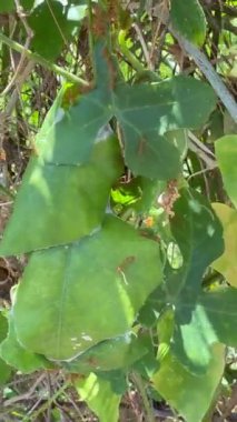 Sarmaşık kabağı ya da Kızıl Kabak. Tropik asma, yeşil yaprak. Yemek pişirmek için yerel sebze, taze yiyecek, iyi bitki..