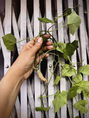Sarmaşık kabağı ya da Kızıl Su Kabağı. Köklü. Tropikal sarmaşık, yeşil yaprak. Yerel sebzeler, taze yiyecekler, iyi bitkiler..