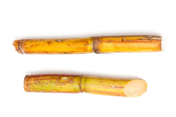 Sugar cane — Stock Photo, Image