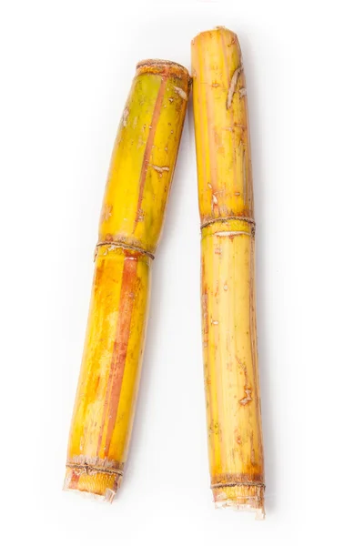 Sugar cane — Stock Photo, Image