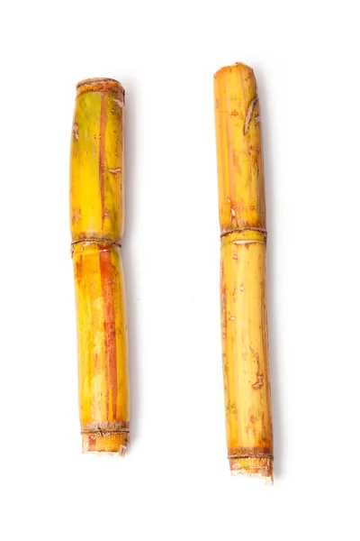 Sugar cane — Stock Photo, Image
