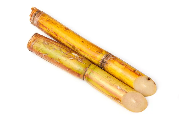 Sugar cane — Stock Photo, Image