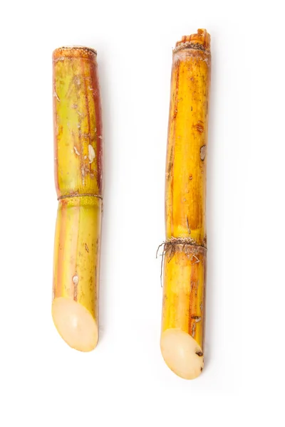 Sugar cane — Stock Photo, Image