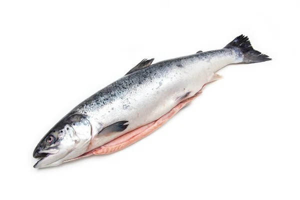Atlantic Salmon whole fish. — Stock Photo, Image