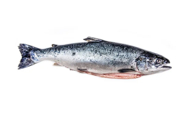 Salmón del Atlántico pescado entero . —  Fotos de Stock