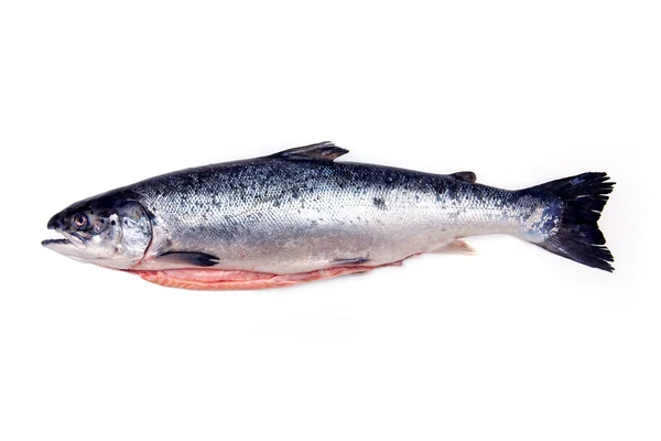 Salmão do Atlântico peixe inteiro . — Fotografia de Stock