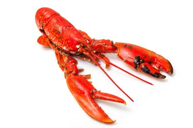 Avrupa ıstakoz pişmiş