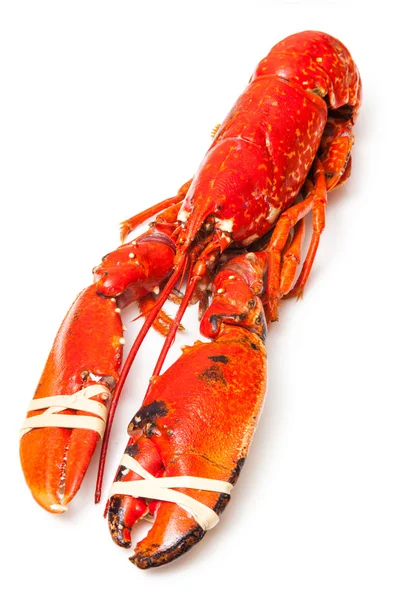 Cooked European lobster — Stock Photo, Image