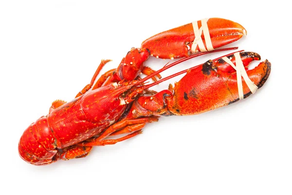 煮熟的欧洲龙虾 — 图库照片