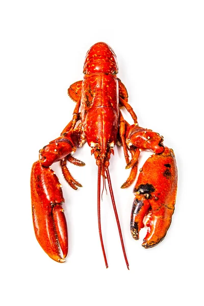 Homard européen cuit — Photo